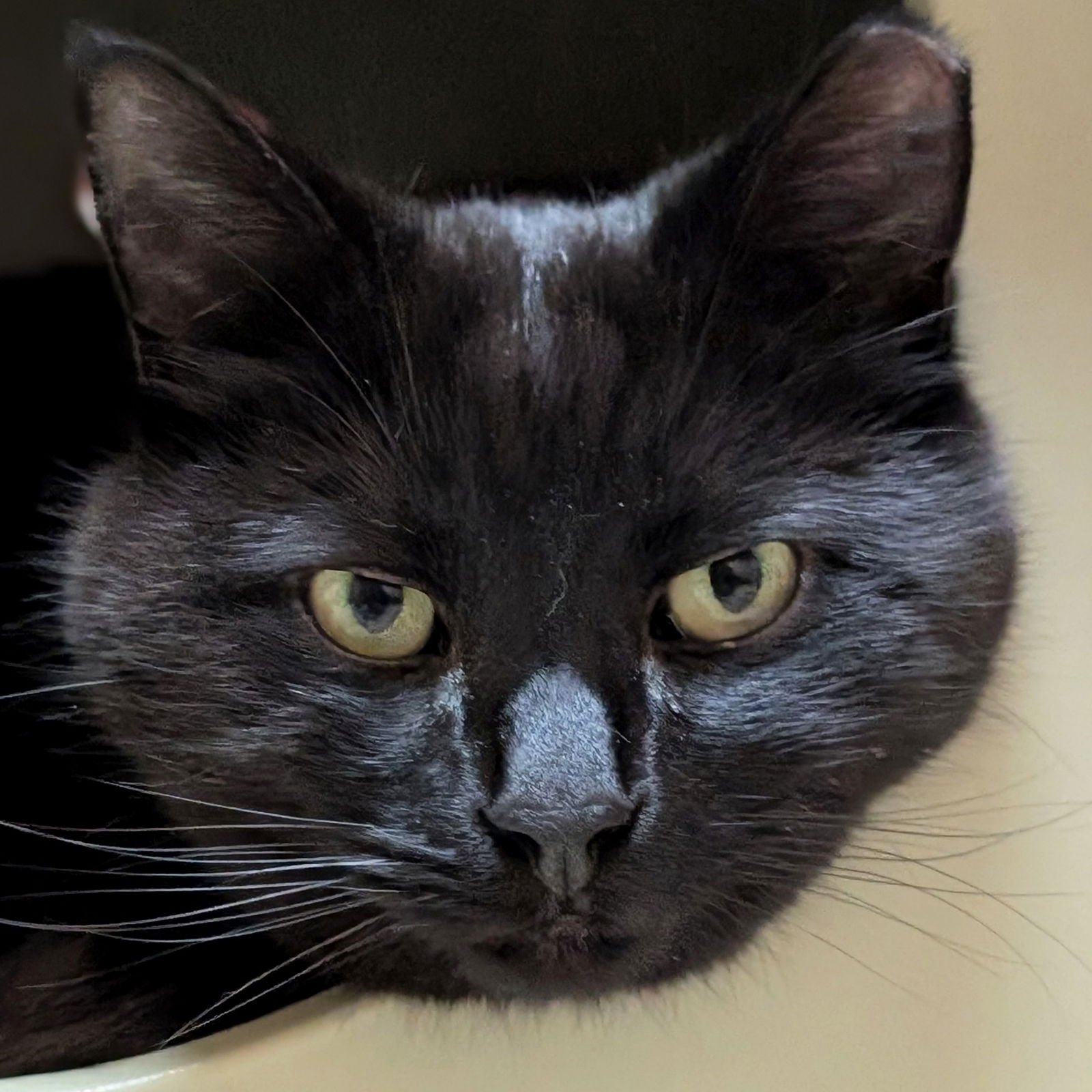 BO - Domestic Short Hair available for adoption