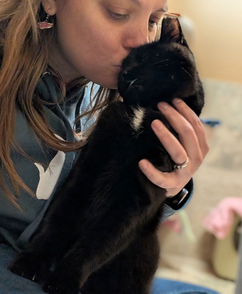 BO - Domestic Short Hair available for adoption