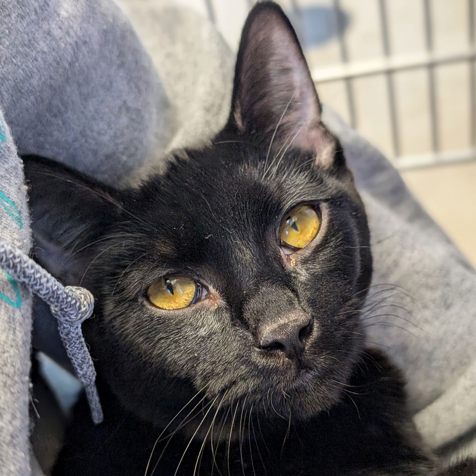 DARKNESS - Domestic Short Hair available for adoption