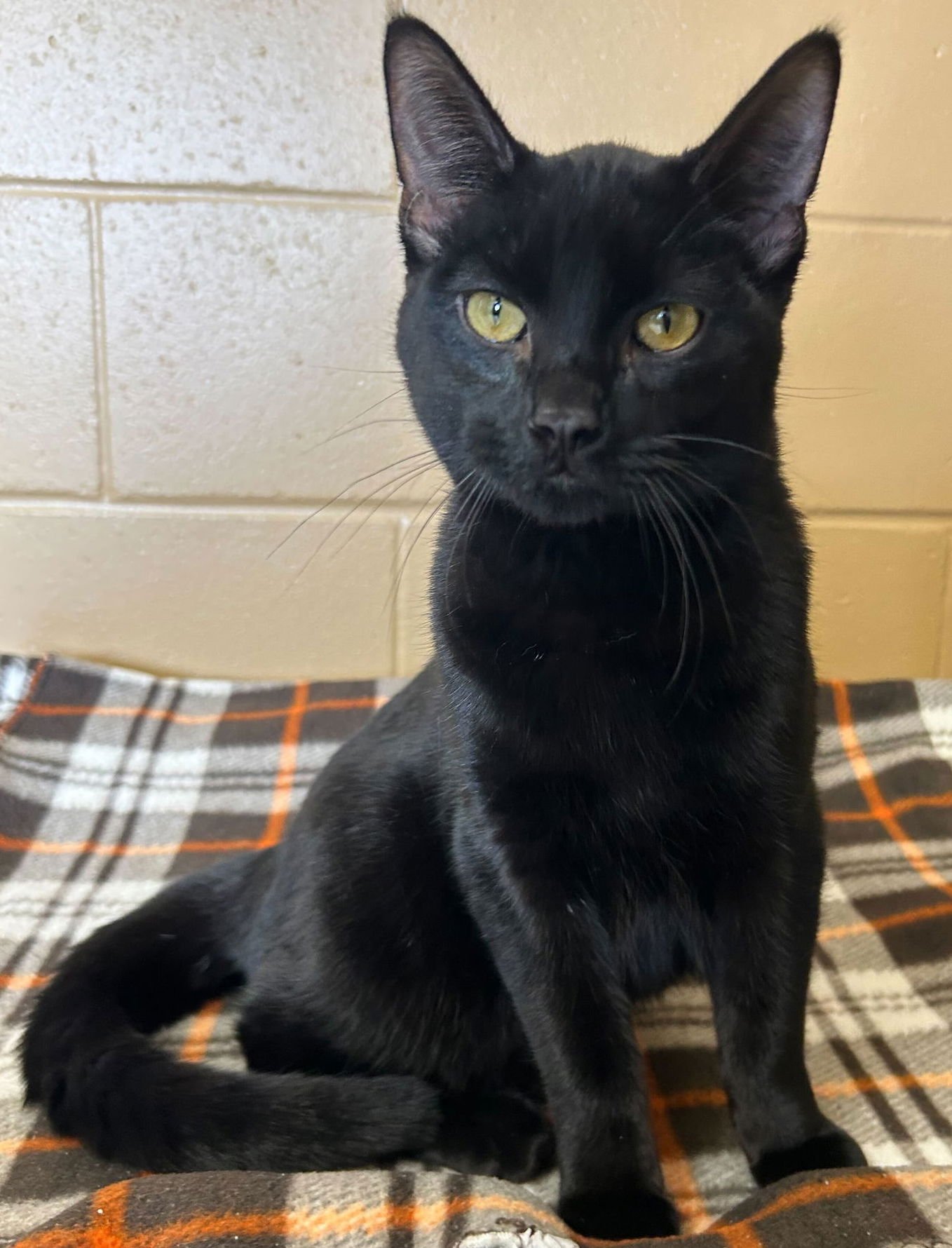 DARKNESS - Domestic Short Hair available for adoption