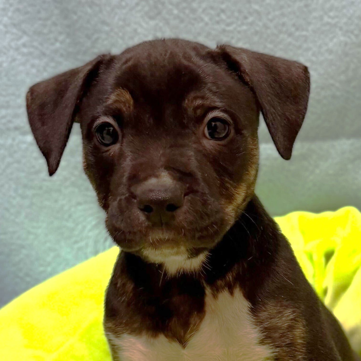 DONALD - Terrier available for adoption