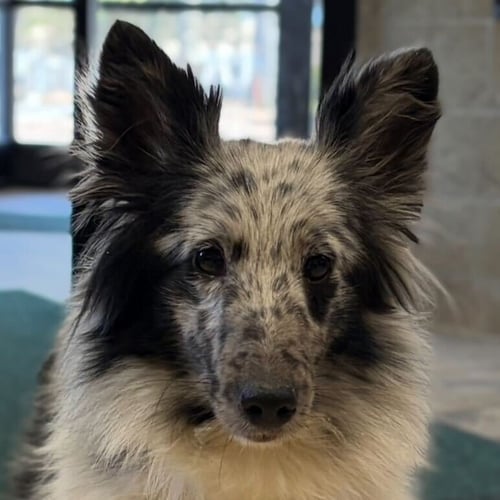 PIXIE - Shetland Sheepdog Sheltie available for adoption