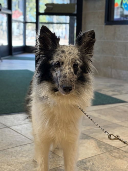 PIXIE - Shetland Sheepdog Sheltie available for adoption