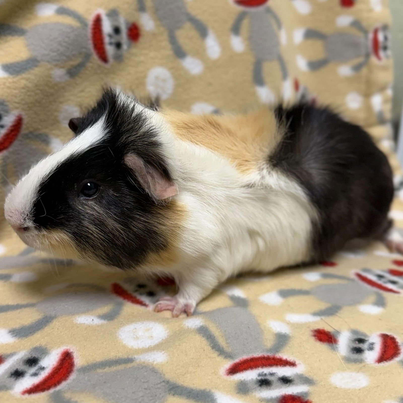 OREO - Guinea Pig available for adoption