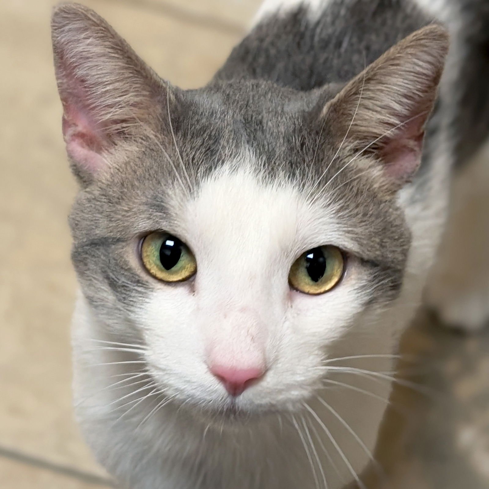 WAYNE - Domestic Short Hair available for adoption