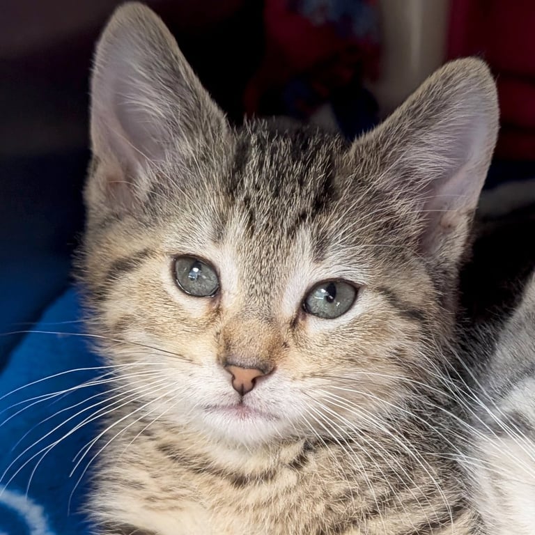 Penelope Image
