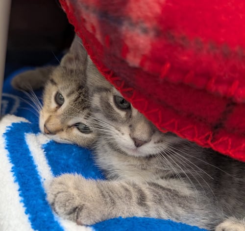 PENELOPE - Domestic Short Hair available for adoption