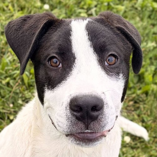 LAKE - Unknown available for adoption