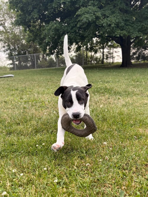 LAKE - Unknown available for adoption