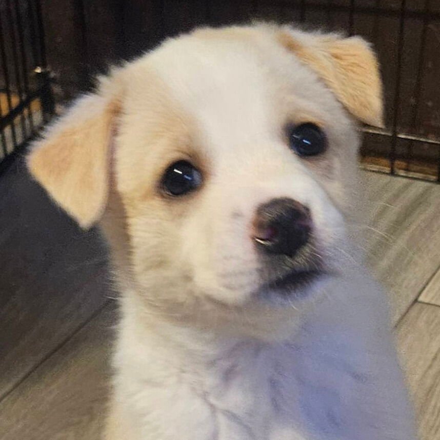 MERIDIAN - IN FOSTER! - Terrier available for adoption