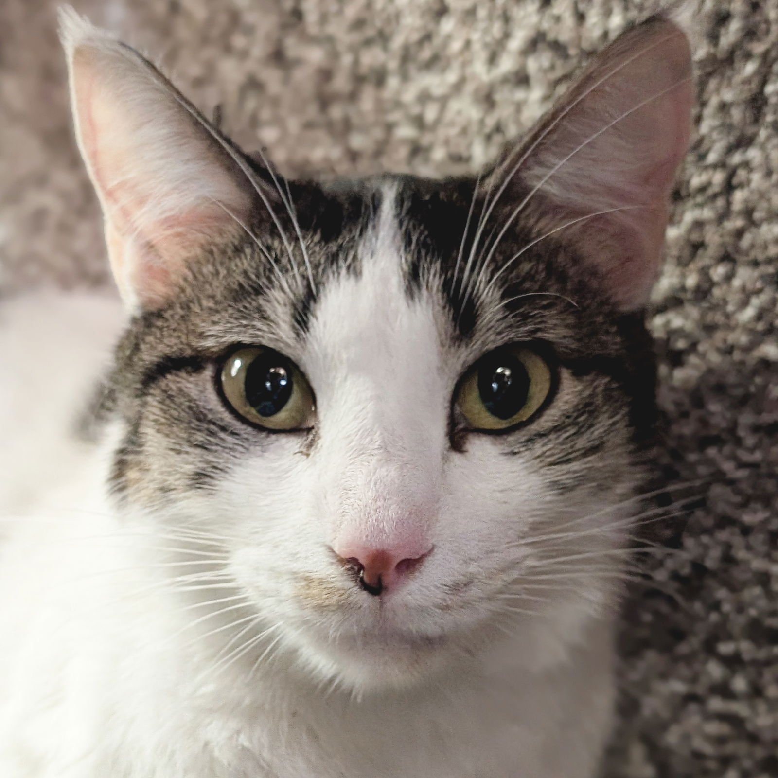 CATHERINE - NAME YOUR OWN ADOPTION FEE! - Domestic Short Hair available for adoption