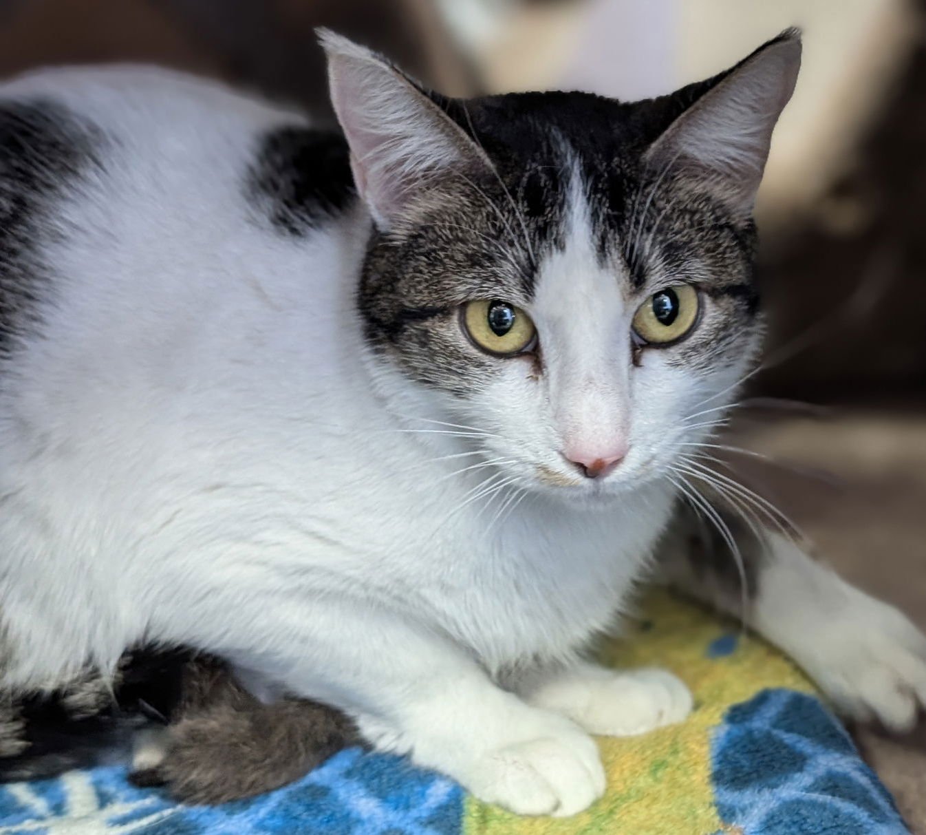 CATHERINE - NAME YOUR OWN ADOPTION FEE! - Domestic Short Hair available for adoption