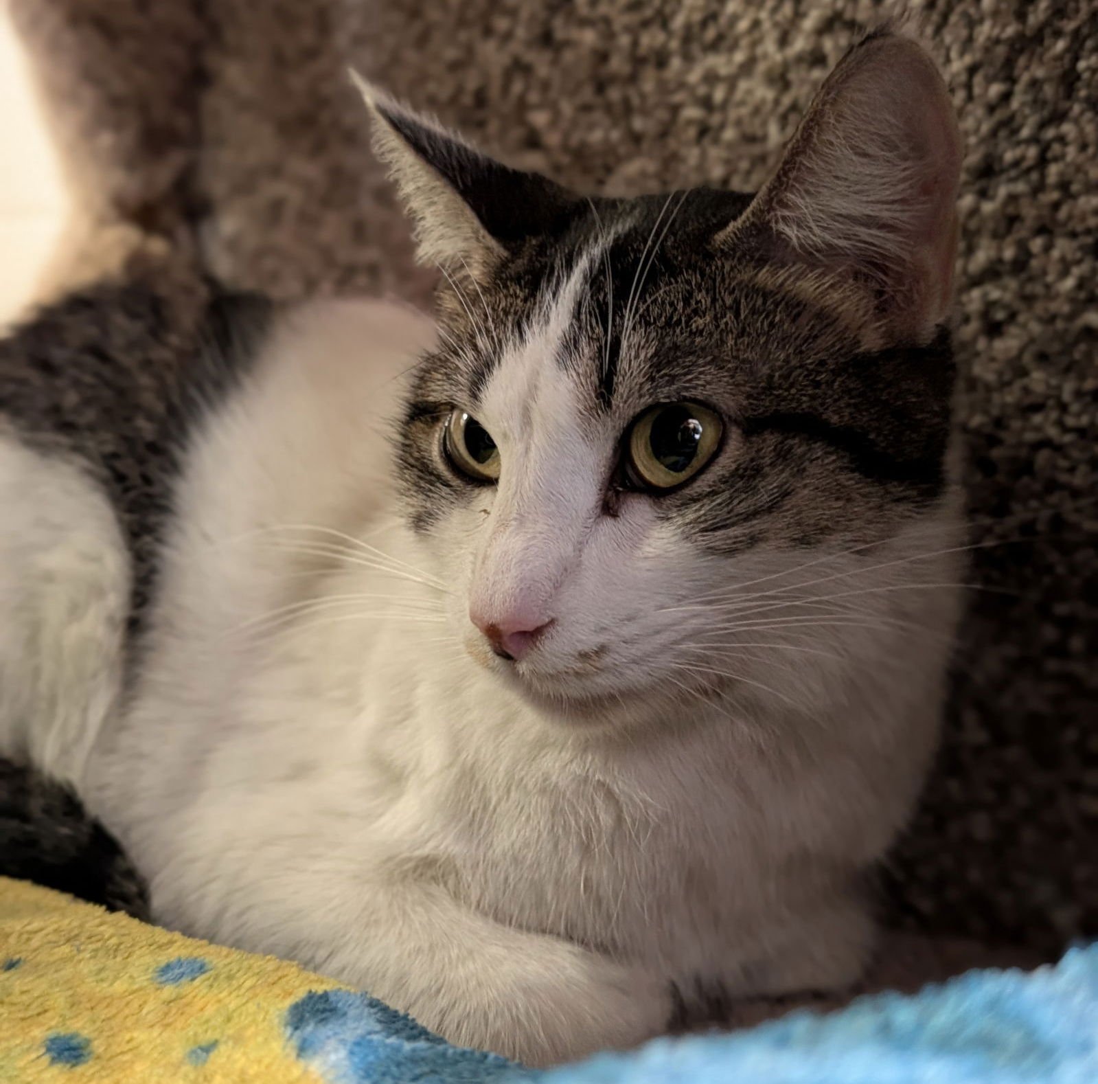 Catherine - Name Your Own Adoption Fee! - Photo 3