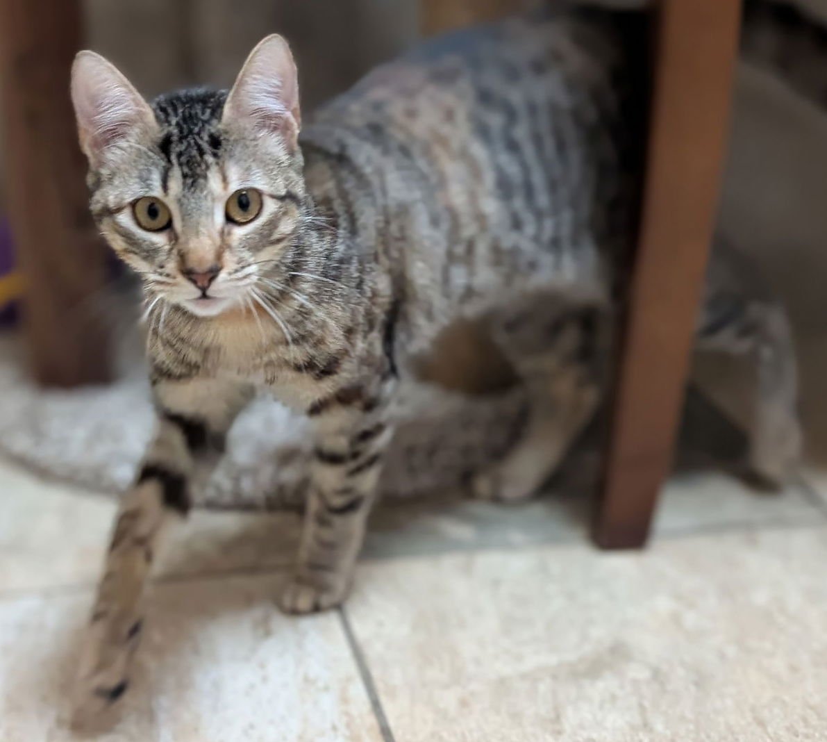 BRITT - Domestic Short Hair available for adoption