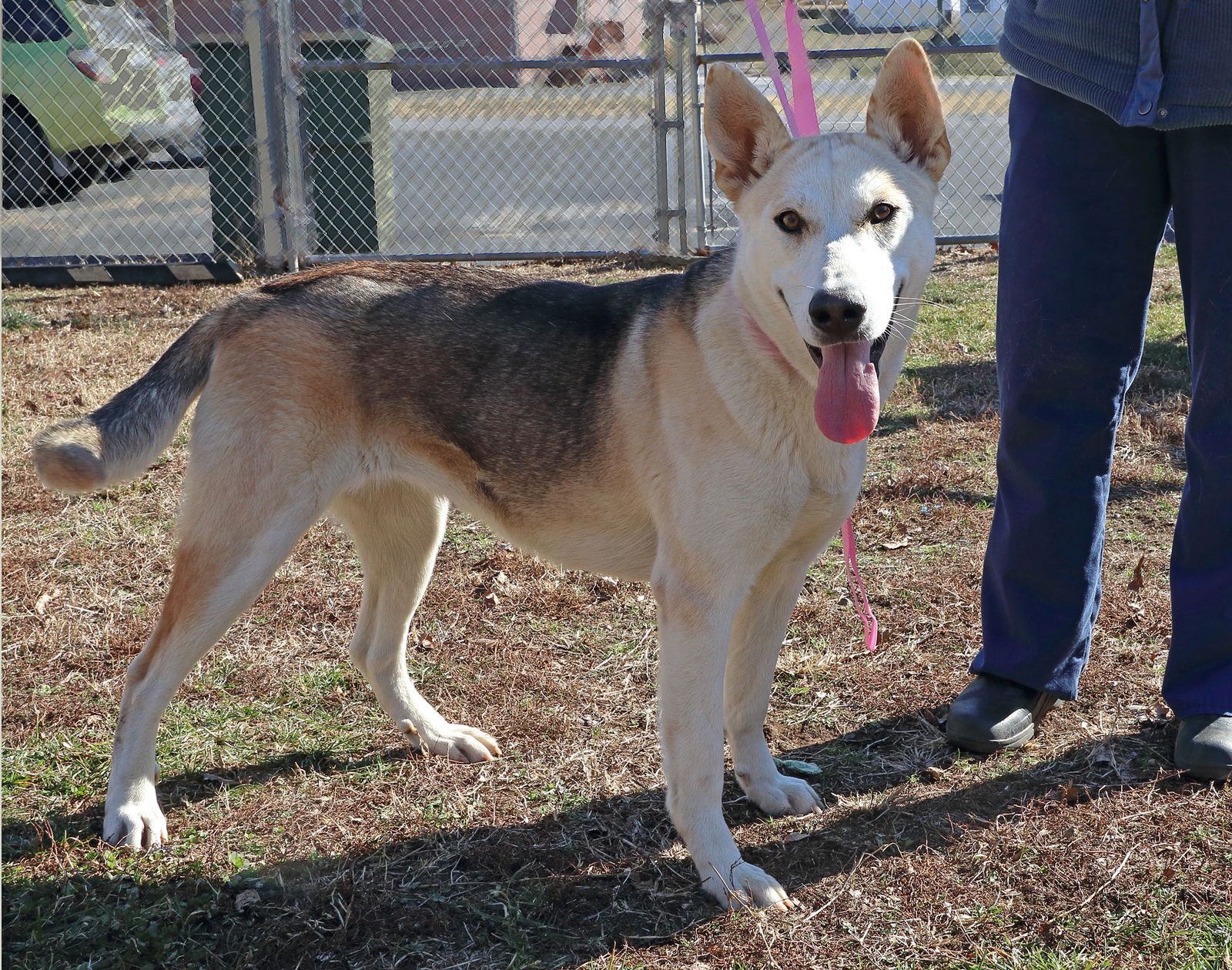 BEAUTY - German Shepherd Dog / Husky available for adoption