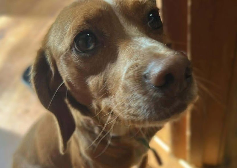 RIGBY - Beagle / Miniature Pinscher available for adoption