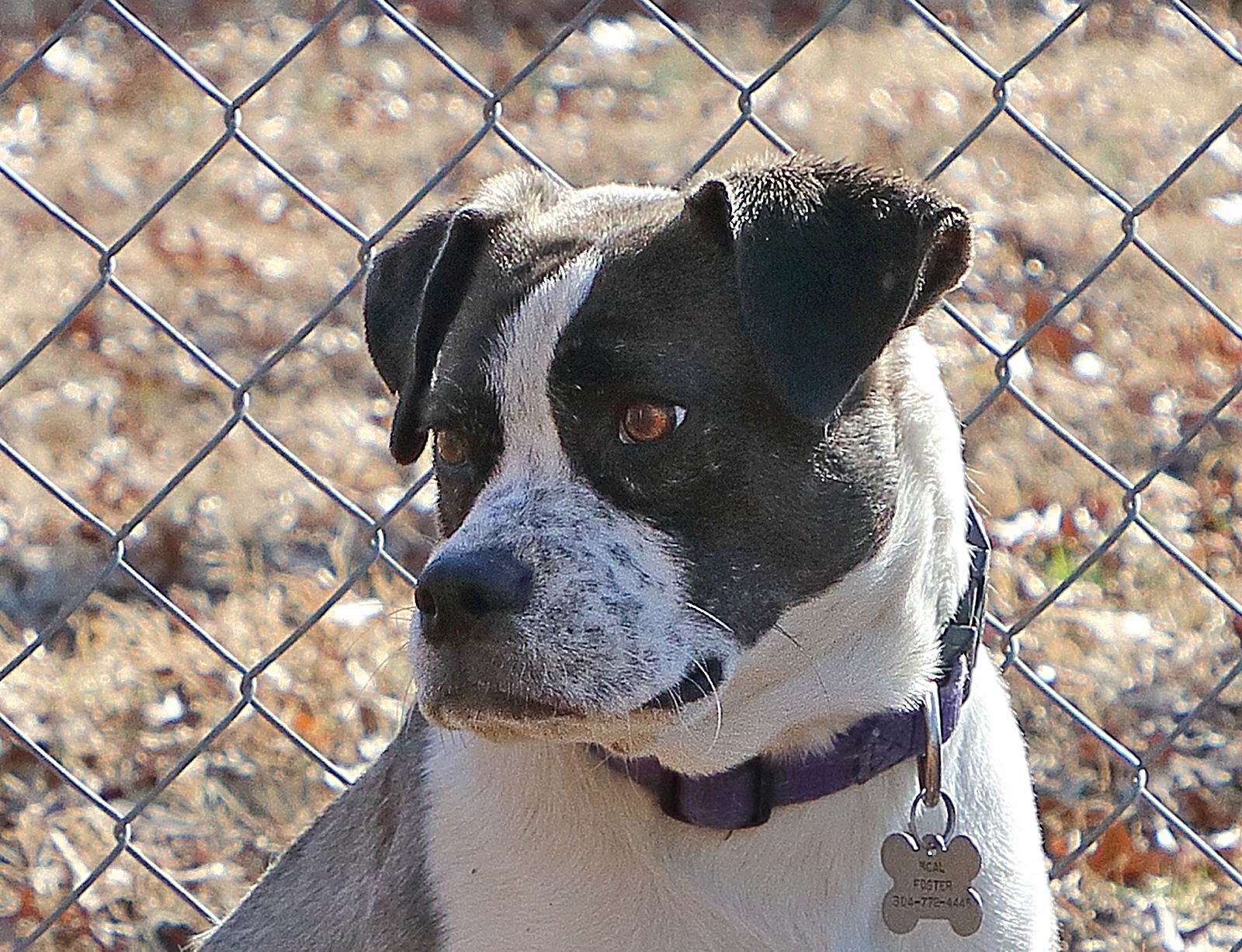 MAURA - Terrier available for adoption