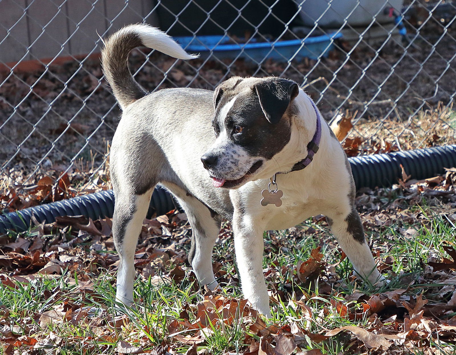 MAURA - Terrier available for adoption