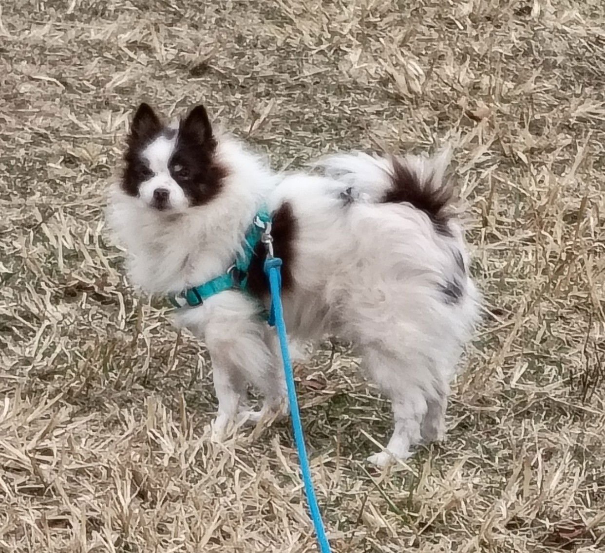 ROSCOE - Pomeranian available for adoption