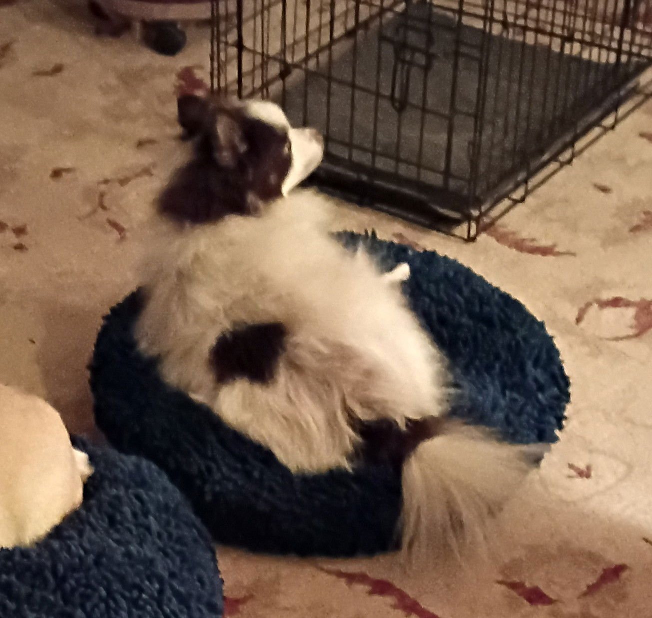 ROSCOE - Pomeranian available for adoption