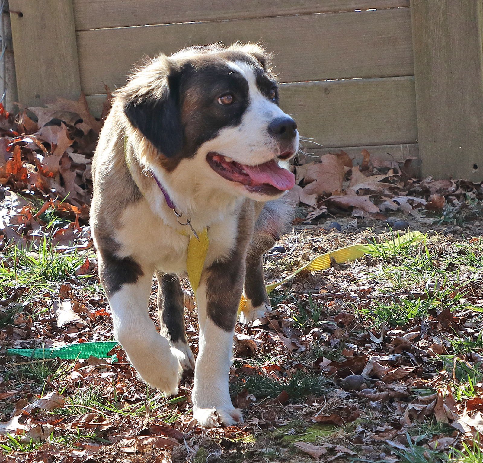 MARIAH - Saint Bernard / Terrier available for adoption
