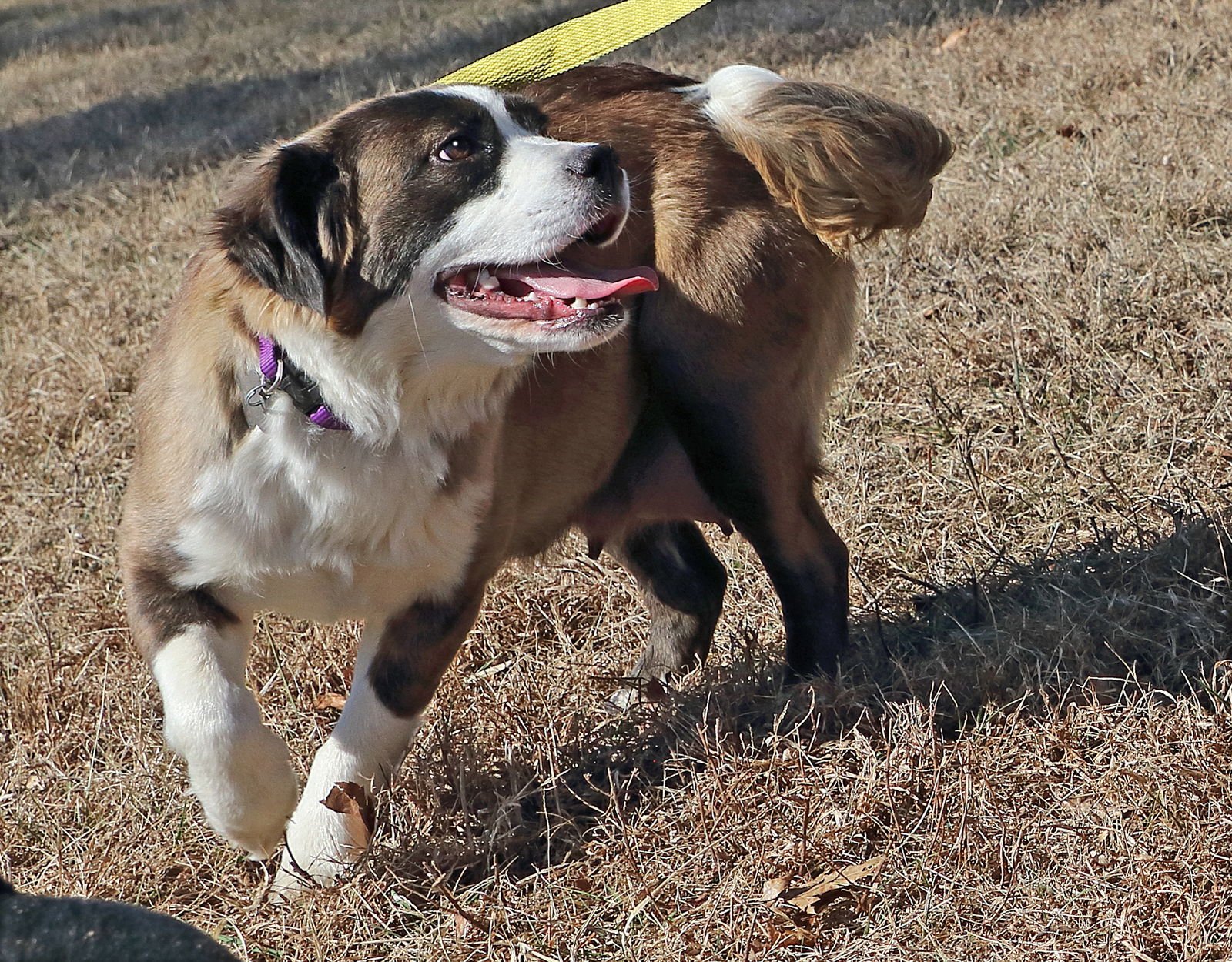 MARIAH - Saint Bernard / Terrier available for adoption