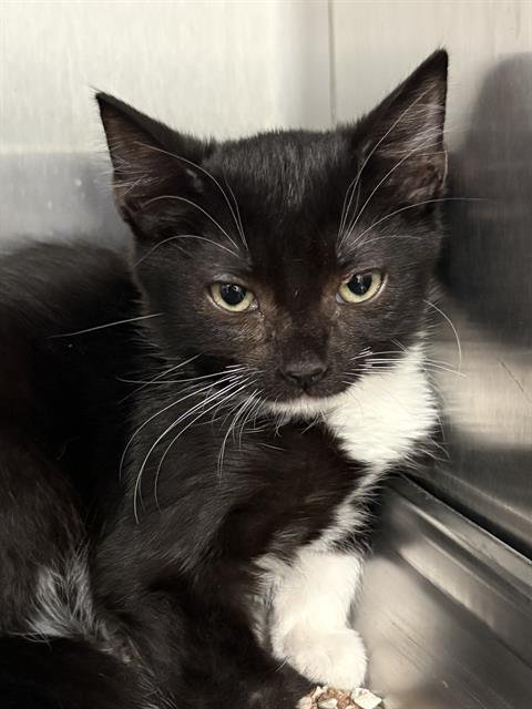 TESSIE- PENDING ADOPTION - Domestic Short Hair available for adoption