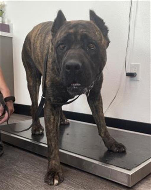 DIANA- IN FOSTER - Cane Corso Mastiff available for adoption