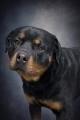 TORO - Rottweiler available for adoption