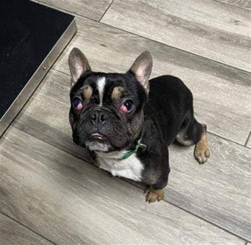 DYNAMITE - French Bulldog available for adoption