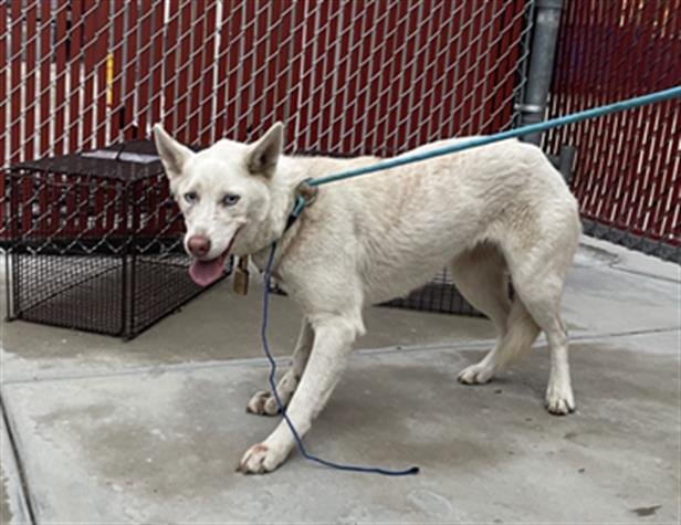 MONICA - Siberian Husky available for adoption