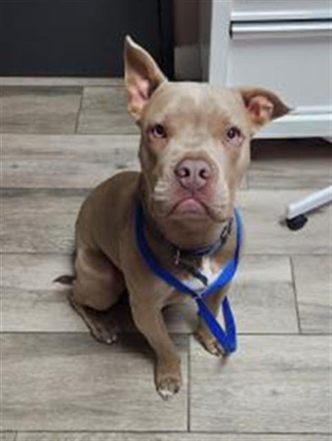 BRODY - Pit Bull Terrier available for adoption