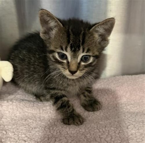 STINGRAY - Domestic Short Hair for adoption in Moreno Valley