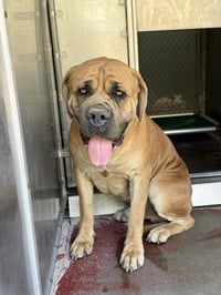 HERCULES - Photo 1