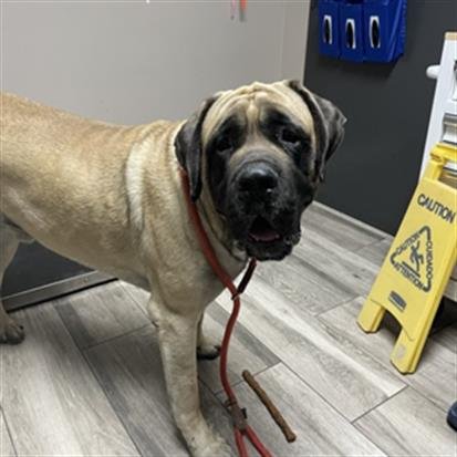 SMALLS - Bullmastiff / Mastiff available for adoption