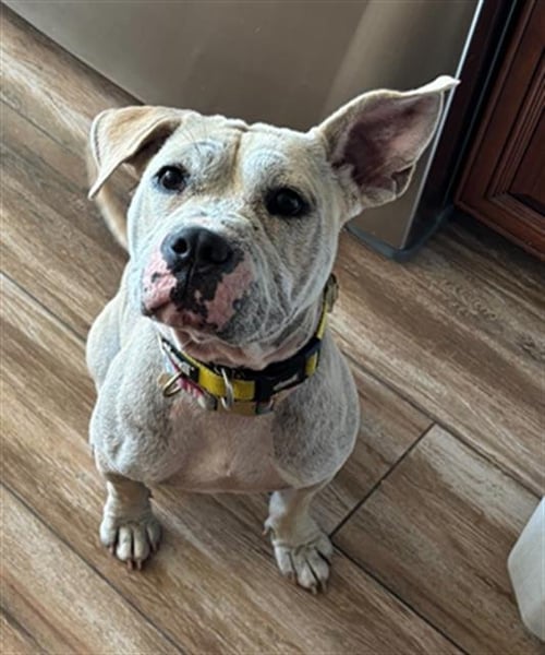 LEONA- IN FOSTER - Pit Bull Terrier available for adoption