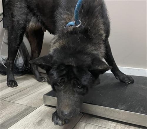 KATANA - Akita available for adoption