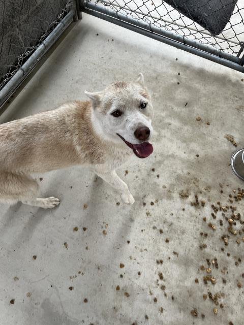 PROVOLONE - Husky available for adoption