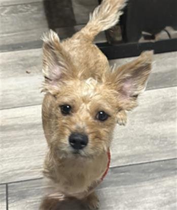 CHEDDAR Image