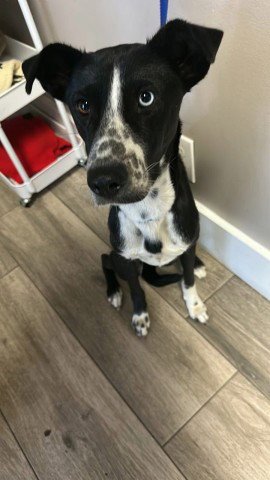 STELLA - Border Collie available for adoption