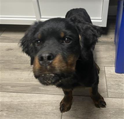 REX - Rottweiler available for adoption