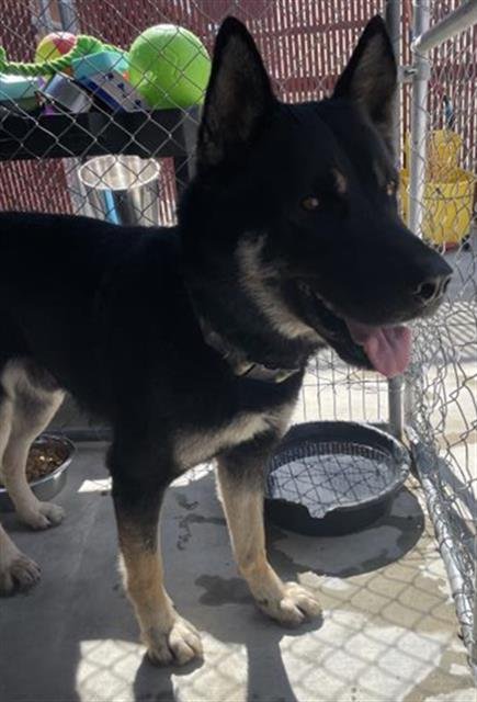 AXLE - Akita / German Shepherd Dog available for adoption
