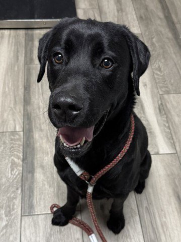 DEBARKUS - Labrador Retriever available for adoption