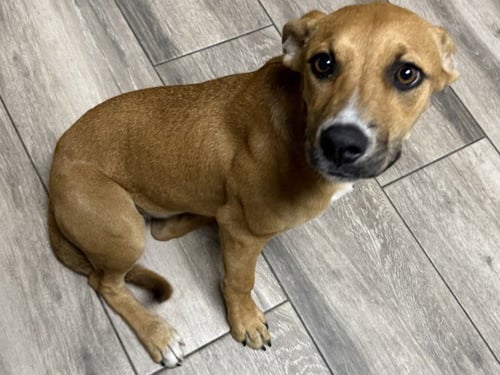 MUFFIN - Rhodesian Ridgeback available for adoption