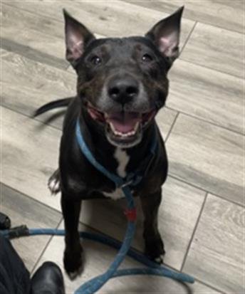 JUDE - Bull Terrier available for adoption