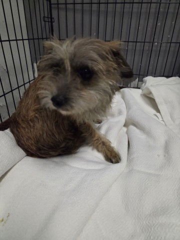 BILLIE JEAN - Terrier available for adoption