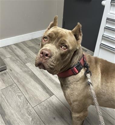 DINERO - Cane Corso Mastiff available for adoption