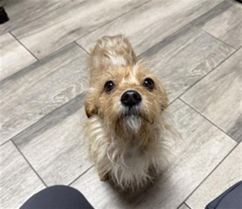 LARRY - Terrier available for adoption