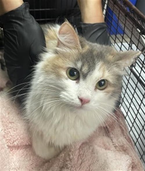 CALI - Domestic Long Hair available for adoption
