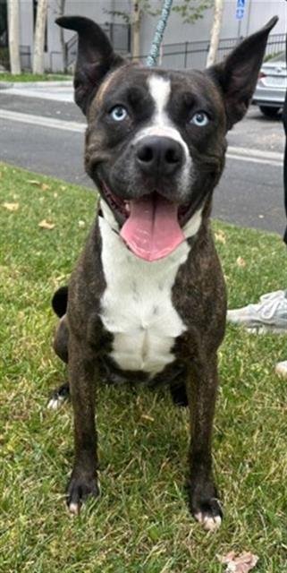 OCEAN - Pit Bull Terrier / Siberian Husky for adoption in Moreno Valley